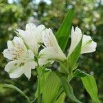 Alstroemeria aurea Лист