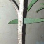Acacia auriculiformis Azala