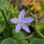 Campanula poscharskyana花