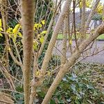 Forsythia viridissima Ŝelo