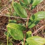 Crossopteryx febrifuga Leaf