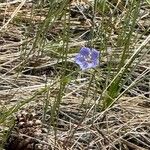 Linum lewisii 花