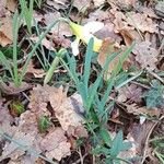 Narcissus bicolor Habit