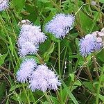 Ageratum corymbosum Virág