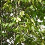 Condylocarpon myrtifolium Leaf