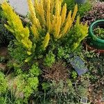 Erica arborea পাতা