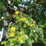 Plectrocarpa arborea Flower