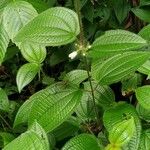 Miconia crenata Feuille