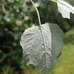 Populus × canescens Ліст