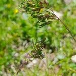 Poa alpina Λουλούδι
