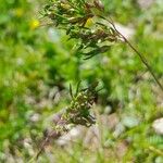 Poa alpina Flower