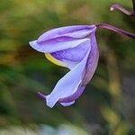 Utricularia humboldtii Flower