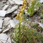 Botrychium lunaria Habit