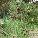 Pinus heldreichii Fruto