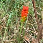 Arum cylindraceumFrukt