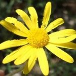 Senecio gerardi Λουλούδι