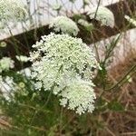 Daucus carotaBlomma