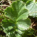 Geum montanum Frunză