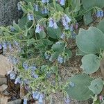 Mertensia maritima Λουλούδι