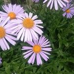 Aster alpinusFlor