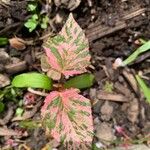 Acalypha wilkesiana Leaf