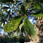 Quercus nigra Deilen