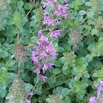 Thymus comosus Habitus