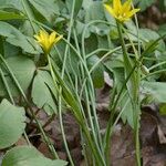 Gagea spathacea Агульны выгляд