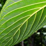 Sanchezia oblonga Leaf