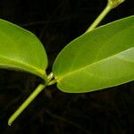 Banisteriopsis elegans Leht