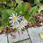 Aster ageratoides फूल