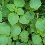 Plectranthus parviflorus Blad