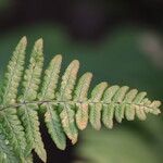 Dryopteris wallichiana Blatt