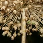 Allium atroviolaceum x Allium polyanthum Mbuma