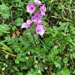 Erodium acaule Flor