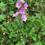 Erodium acaule Λουλούδι