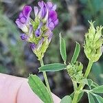 Medicago sativaപുഷ്പം