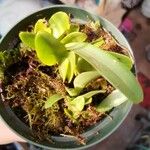 Bulbophyllum polypodioides पत्ता