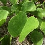 Ipomoea pes-caprae Feuille