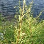 Salix exigua Blatt