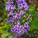 Pericallis papyracea Floro