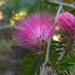 Calliandra surinamensis Flower