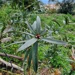 Podocarpus totara Folha