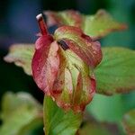 Paeonia mascula Leaf