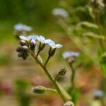 Myosotis arvensis Kwiat