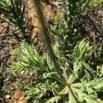 Oenothera suffrutescens Folha