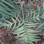 Philodendron elegans Leaf