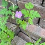 Geranium purpureumЛіст