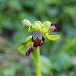 Ophrys fusca ᱵᱟᱦᱟ