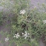 Echinophora spinosa Fiore